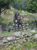 Deutsche Dogge Foto: Enea (ID 42274) Deutsche Dogge Hund