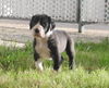 Deutsche Dogge Foto: Euphemia Vom White Temple (ID 34453) Deutsche Dogge Hund