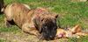 Deutsche Dogge Foto: Fleur und ihr Knochen :-) (ID 20366) Deutsche Dogge Hund
