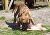 Deutsche Dogge Foto: Faunus vom Giardino Tedesco (ID 20367) Deutsche Dogge Hund