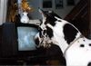 Deutsche Dogge Foto: Tribeca Fargo watch TV (ID 11607) Deutsche Dogge Hund