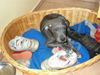 Deutsche Dogge Foto: Schuhe mag ich besonders gern... ;-) (ID 37604) Deutsche Dogge Hund