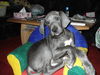 Deutsche Dogge Foto: noch hab ich Platz auf dem Kindersessel... (ID 37603) Deutsche Dogge Hund