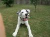 Deutsche Dogge Foto: Unser Rocky 7 Monate (ID 42369) Deutsche Dogge Hund