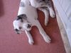 Deutsche Dogge Foto: Unser Rocky mit 13 Wochen (ID 42371) Deutsche Dogge Hund