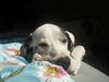 Deutsche Dogge Foto: Unser Rocky meist am schlafen (ID 42372) Deutsche Dogge Hund