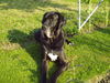 Deutsche Dogge Foto: Ramon vom Schloss Laupheim (ID 37616) Deutsche Dogge Hund