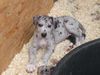Deutsche Dogge Foto: unser neues familienmitglied (ID 44792) Deutsche Dogge Hund