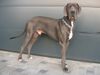 Deutsche Dogge Foto: Ghandi von Desirana (ID 43374) Deutsche Dogge Hund