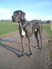Deutsche Dogge Foto: Ghandi von Desirana (ID 43373) Deutsche Dogge Hund