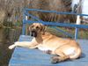 Deutsche Dogge Foto: Auch in Chile gibt es deutsche Doggen! (ID 14407) Deutsche Dogge Hund