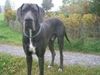 Deutsche Dogge Foto: Ghandi (ID 43029) Deutsche Dogge Hund