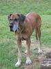 Deutsche Dogge Foto: Gelbe Dogge Biene (ID 38897) Deutsche Dogge Hund