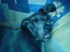 Deutsche Dogge Foto: boah...wat bin ich müde...Arthur...5 Monate... (ID 38916) Deutsche Dogge Hund