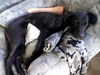 Deutsche Dogge Foto: Dogge Laika (ID 41553) Deutsche Dogge Hund