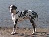 Deutsche Dogge Foto: kannst du auch die zunge rollen??? (ID 17365) Deutsche Dogge Hund