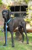 Deutsche Dogge Foto: Er ist jetzt ein Jahr alt (ID 21618) Deutsche Dogge Hund