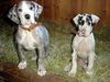 Deutsche Dogge Foto: Heubetthunde! (ID 29259) Deutsche Dogge Hund