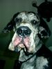 Deutsche Dogge Foto: Frauchen, was machst du denn da unten? (ID 5075) Deutsche Dogge Hund