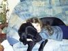 Deutsche Dogge Foto: Joyce&Jamie (ID 12520) Deutsche Dogge Hund