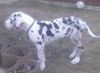 Deutsche Dogge Foto: Tequila mit 14 Wochen (ID 46318) Deutsche Dogge Hund