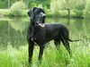 Deutsche Dogge Foto: Buffalo von der Zwergweide (ID 12364) Deutsche Dogge Hund