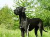 Deutsche Dogge Foto: Joyce vom Rieseneck (ID 12365) Deutsche Dogge Hund