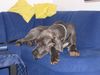 Deutsche Dogge Foto: Merlin (ID 8626) Deutsche Dogge Hund