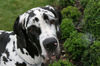 Deutsche Dogge Foto: dt. Dogge Jupiter (ID 26130) Deutsche Dogge Hund