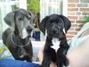 Deutsche Dogge Foto: HUHU! Ich bin´s, Carlsson! (ID 14713) Deutsche Dogge Hund