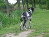 Deutsche Dogge Foto: Pleasure vom Schäferhof 14 Wo. (ID 32879) Deutsche Dogge Hund