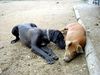 Deutsche Dogge Foto: Schwein gehabt! (ID 19796) Deutsche Dogge Hund