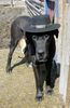 Deutsche Dogge Foto: INA - Cowgirl (ID 10238) Deutsche Dogge Hund