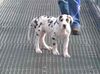 Deutsche Dogge Foto: Jabbadabbadoo mit 11 Wochen (ID 10312) Deutsche Dogge Hund