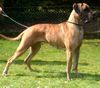 Deutsche Dogge Foto: Corsa vom Giardino Tedesco (ID 10313) Deutsche Dogge Hund