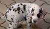 Deutsche Dogge Foto: Jabbadabbadoo beim .......... :-) (ID 9480) Deutsche Dogge Hund
