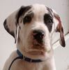 Deutsche Dogge Foto: Jabbadabbadoo von Himmelkron (ID 10314) Deutsche Dogge Hund