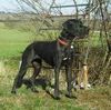 Deutsche Dogge Foto: Joyce vom Rieseneck (ID 12368) Deutsche Dogge Hund