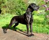 Deutsche Dogge Foto: Jule von Wotans Meute (ID 35927) Deutsche Dogge Hund