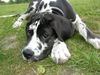 Deutsche Dogge Foto: Pleasure vom Schäferhof (ID 32882) Deutsche Dogge Hund