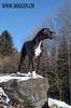 Deutsche Dogge Foto: Deutsche Doggen vom Hause Boss (ID 8615) Deutsche Dogge Hund