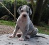 Deutsche Dogge Foto: Kimba vom White Temple (ID 44370) Deutsche Dogge Hund