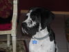 Deutsche Dogge Foto: Pleasure vom Schäferhof 13 Wo. (ID 32877) Deutsche Dogge Hund