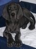Deutsche Dogge Foto: Cerberus mit 12 Wochen (ID 7261) Deutsche Dogge Hund