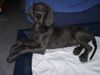 Deutsche Dogge Foto: Cerberus mit 12 Wochen (ID 7260) Deutsche Dogge Hund