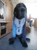 Deutsche Dogge Foto: Seh ich nicht gut aus?? (ID 7258) Deutsche Dogge Hund