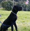 Deutsche Dogge Foto: Rocky mit 10 MOnaten (ID 42536) Deutsche Dogge Hund