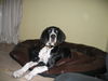 Deutsche Dogge Foto: Ambros vom Menzelsee(4monate) (ID 40525) Deutsche Dogge Hund