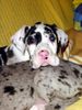 Deutsche Dogge Foto: Na do schaust oba! (ID 29174) Deutsche Dogge Hund