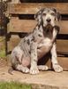 Deutsche Dogge Foto: Unsere Kyra vom Aischgrund (ID 2963) Deutsche Dogge Hund